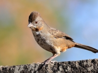 A10A8627White-throated_Towhee
