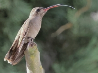 A10A8638Dusky_Hummingbird