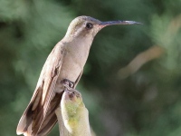 A10A8645Dusky_Hummingbird