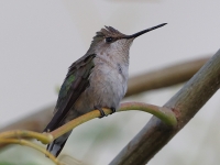 A10A8662Ruby-throated_Hummingbird
