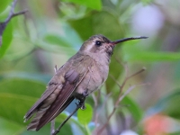 A10A8676Dusky_Hummingbird