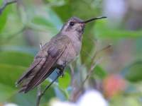 A10A8679Dusky_Hummingbird