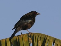 A10A8692Bronzed_Cowbird