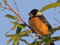 A10A8710Cinnamon-rumped_Seedeater