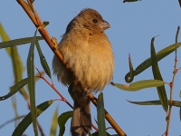 A10A8712Cinnamon-rumped_Seedeater