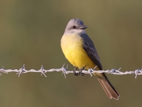 A10A8718Tropical_Kingbird