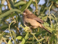 A10A8722Cinnamon-rumped_Seedeater