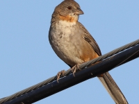 A10A8726White-throated_Towhee
