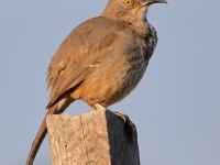 A10A8731Curved-billed_Thrasher