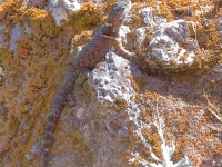 A10A8733Oaxaca_Lizaed_Unknown