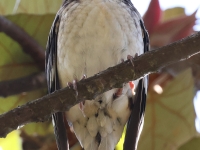 A10A8739Aztec_Thrush
