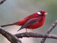 A10A8764Red_Warbler