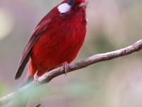 A10A8786Red-Warbler