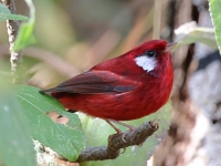 A10A8801Red_Warbler