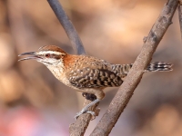 A10A8885Rufous-naped_Wren