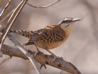 A10A8896Rufous-naped_Wren