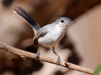A10A8934White-lored_Gnatcatcher