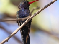 A10A8939Turquoise-crowned-Hummingbird