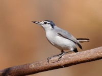 A10A8967White-lored_Gnatcatcher