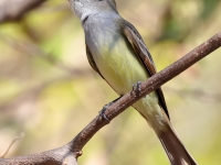 A10A8982Nuttings_Flycatcher