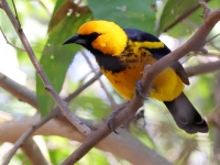 A10A9003Spot-breasted_Oriole