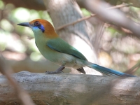 A10A9024Russet-crowned_Motmot