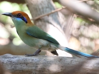 A10A9026Russet-crowned_Motmot