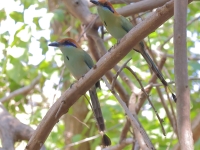 A10A9047Russet-crowned_Motmot