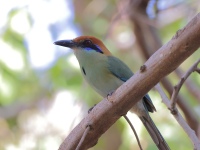 A10A9051Russet-crowned_Motmot