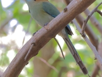 A10A9053Russet-crowned_Motmot