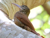 A10A9092Ivory-billed_Woodcreeper