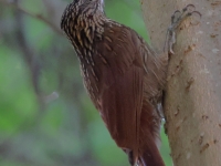 A10A9098Ivory-billed_Woodcreeper