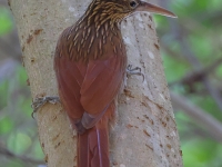 A10A9103Ivory-billed_Woodcreeper