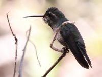 A10A9130Dusky_Hummingbird