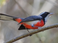 A10A9140Red-breasted_Chat