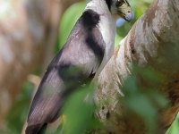 A10A9155Collared_Forest-falcon
