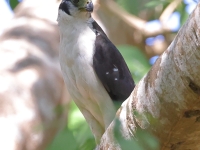 A10A9163Collared_Forest_Falcon