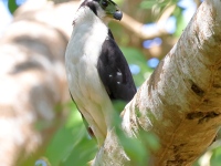 A10A9173Collared-Forest-Falcon