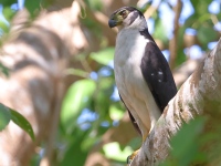 A10A9179Collared_Forest-Falcon