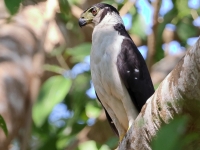 A10A9185Collared_Forest-falcon