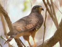 A10A9207Roadside_Hawk