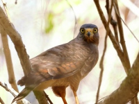 A10A9210Roadside_Hawk