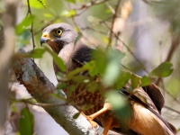 A10A9216Roadside_Hawk
