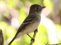 A10A9229Least_Flycatcher_Huatulco_Area