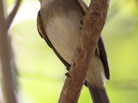 A10A9237Flycatcher_Huatulco_Area