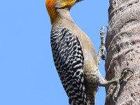 A10A9259Golden-cheeked_Woodpecker