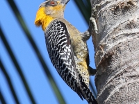 A10A9262Female_Golden-cheeked_Woodpecker