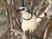 A10A9282White-throated_Magpie-Jay
