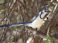 A10A9291White-throated_Magpie-Jay