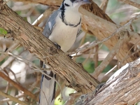 A10A9301White-throated_Magpie-jay